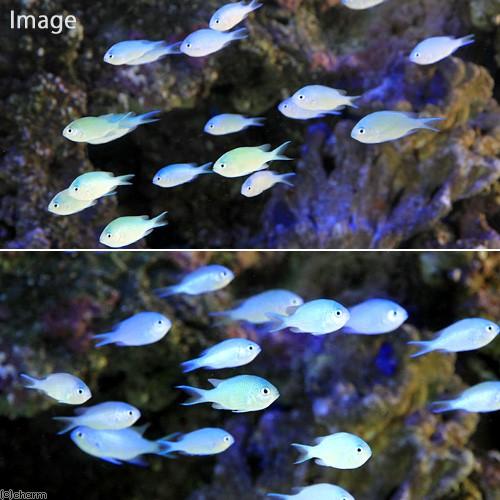 （海水魚）デバスズメダイ　Ｓサイズ（２匹）　北海道・九州航空便要保温 | チャーム（ペット） | 01