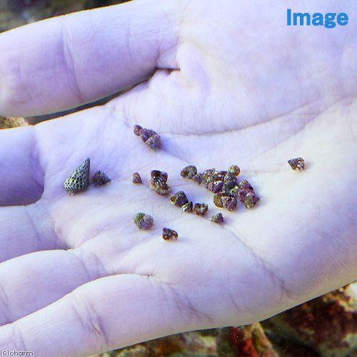 12周年記念イベントが 海水魚 生餌 エサ用小型巻貝 チグサガイ ミックス コケの掃除 １０匹 Jdaydesign Com