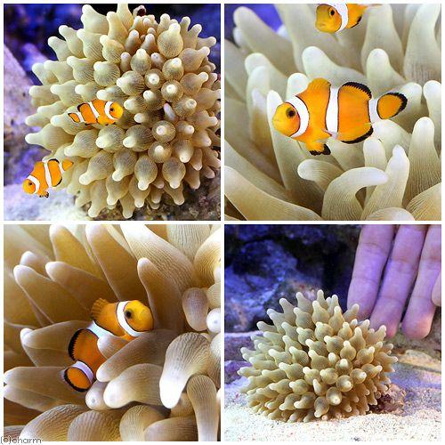 海水魚）カクレクマノミ Mサイズ（2匹）＋サンゴイソギンチャク