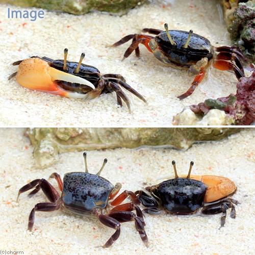 【4頭セット】クモマベニヒカゲ2オス、タカネキマダラ2オス 海水魚）カニ ルリマダラシオマネキ ペア（1ペア） : チャーム charm