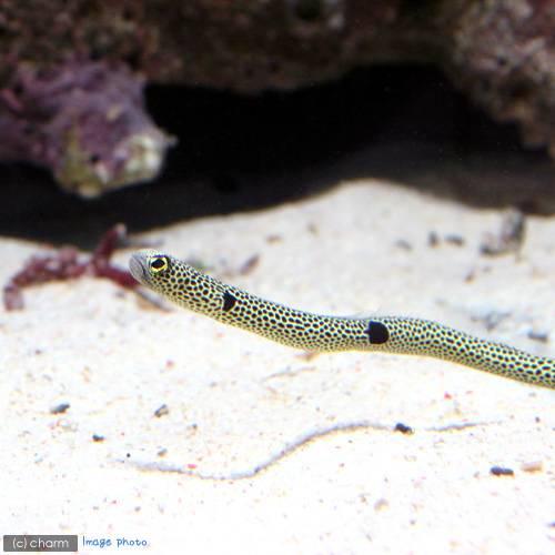 （海水魚）スポッテッド・ガーデンイール（チンアナゴ）（３匹）　北海道・九州航空便要保温
