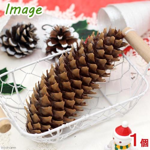 Leaf Corp 国産 長い松ぼっくり 1個 クリスマス : チャーム charm