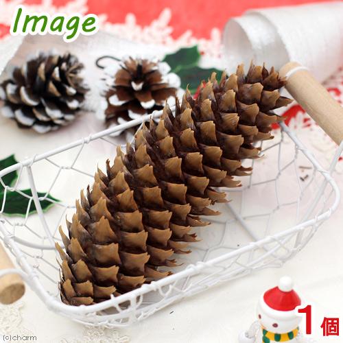 Leaf Corp 国産 長い松ぼっくり 1個 クリスマス : チャーム charm