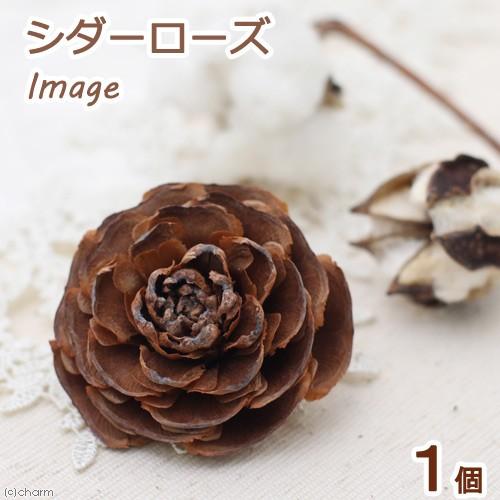 シダーローズ ヒマラヤ杉の実 １個 クリスマス 木の実 チャーム Charm Paypayモール店 通販 Paypayモール