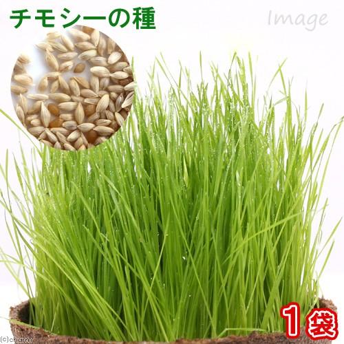 Leaf Corp チモシーの種 5g（1袋） 牧草 栽培 家庭菜園 種子
