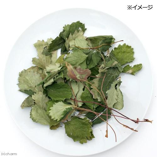 Leaf Corp 国産 いちごの葉 10g 小動物のおやつ うさぎ ハムスター