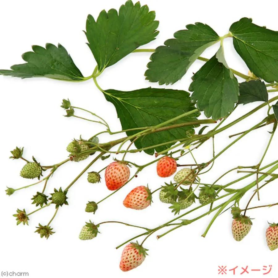 Leaf Corp 国産 かじってたのしい いちごの茎 20g 小動物のおやつ