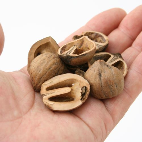 Leaf Corp 国産 くるみの殻 60g 小動物のおもちゃ 国産 無添加 無