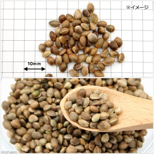 Leaf Corp 小鳥のための麻の実 30g 鳥 フード 餌 おやつ 無添加 無