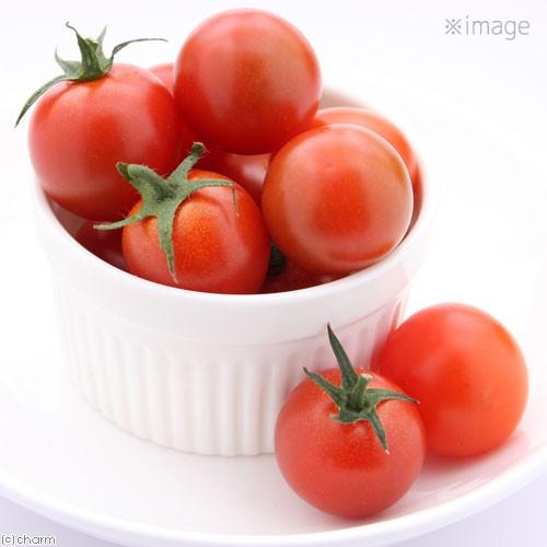 トマト 国産 完熟トマト 20g 小動物のおやつ ドライ野菜 うさぎ