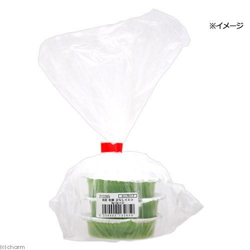国産 乾燥 足なしイエコ 9g(3g×3)カップタイプ 昆虫食小動物・爬虫類用 無添加 無着色|チャーム charm PayPayモール店|02
