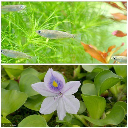 めだか 黒メダカ初心者セット 黒メダカ １０匹 ホテイ草 １株 セット Hbpscs