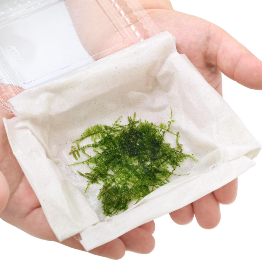 安心の実績 高価 買取 強化中 水草 南米ウィローモス 無農薬 ３パック 贈与