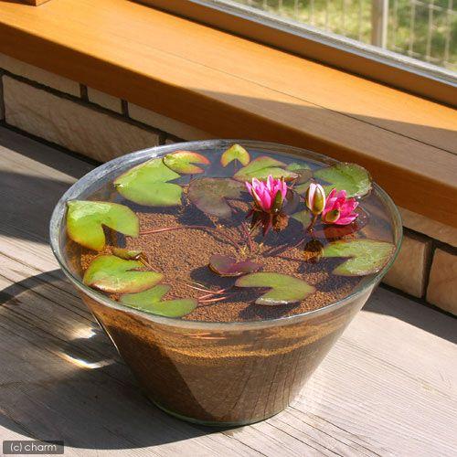 最高級 ビオトープ 睡蓮 窓辺に一輪のｎｙｍｐｈａｅａ 水の女神 スイレン セット 姫睡蓮 ヒメスイレン 赤 説明書付 沖縄不可