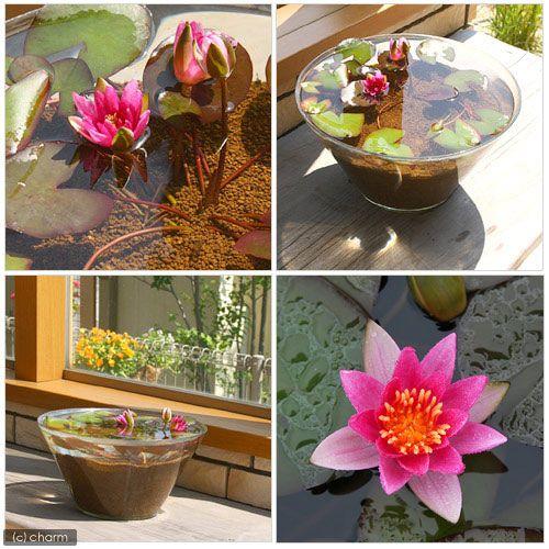 ビオトープ 睡蓮 窓辺に一輪のｎｙｍｐｈａｅａ 水の女神 睡蓮 スイレン セット 姫睡蓮 ヒメスイレン 赤 説明書付 沖縄不可 チャーム Charm Paypayモール店 通販 Paypayモール