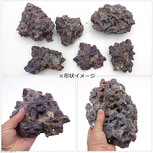 カミハタ カリブシー ライフロック オリジナル 9．0kg バクテリア 