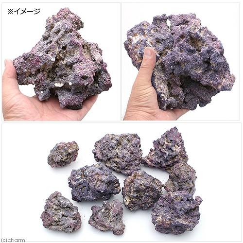 カミハタ カリブシー ライフロック オリジナル 18．0kg 