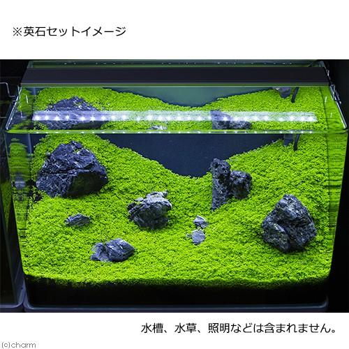 形状お任せ 英石 サイズミックス ５ｋｇ ４５ｃｍ水槽向け