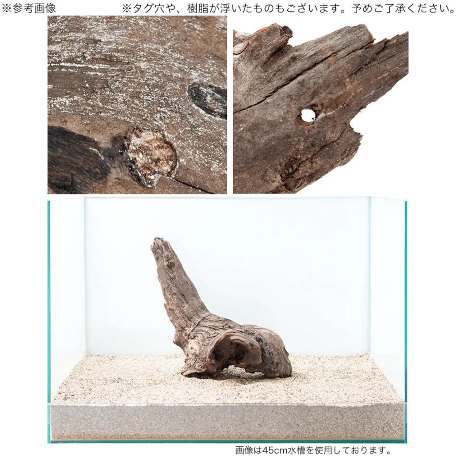 新品 charm 煮込み済み 上質流木 雅 9本 チャーム（charm） 煮込み済み