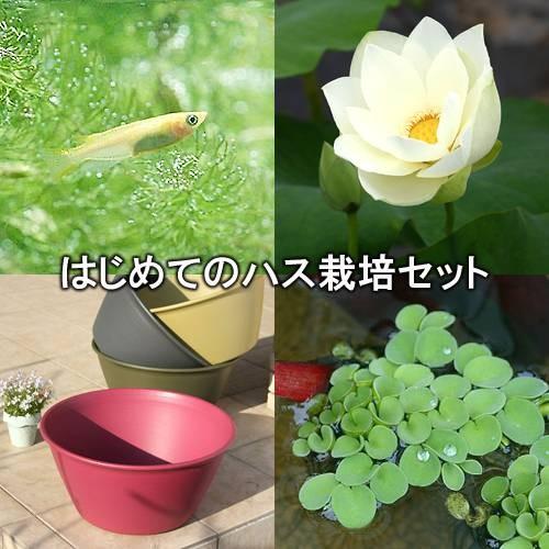 ビオトープ めだか はじめてのハス栽培セット 黄花蓮 キバナハス ライズ レッドベリー ヒメダカ 他 説明書付 本州四国限定 チャーム Charm Paypayモール店 通販 Paypayモール