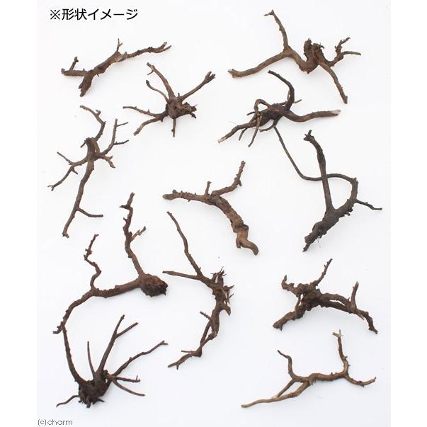 煮込み済み 極上流木 Sサイズ 約10〜20cm5本 形状お任せ