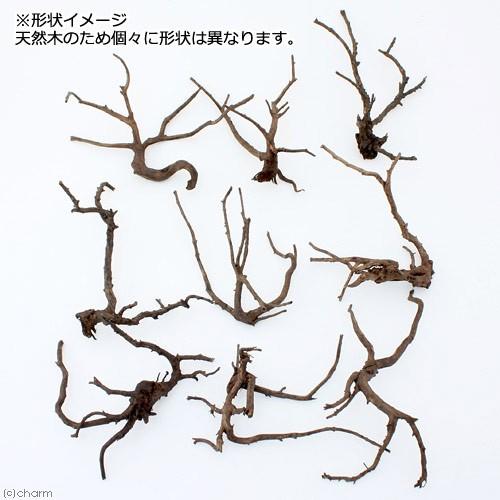 煮込み済み 極上流木 Mサイズ 約20〜30cm5本 形状お任せ