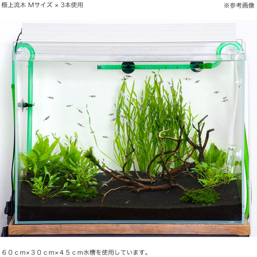 形状お任せ 煮込み済み 極上流木 Mサイズ（約20〜30cm）5本