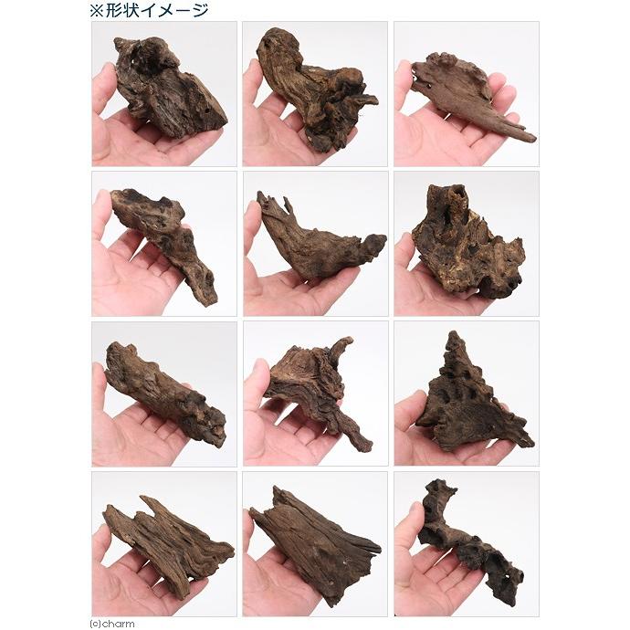 チャーム（charm） 形状お任せ 煮込み済み 塊状流木 SSサイズ（約