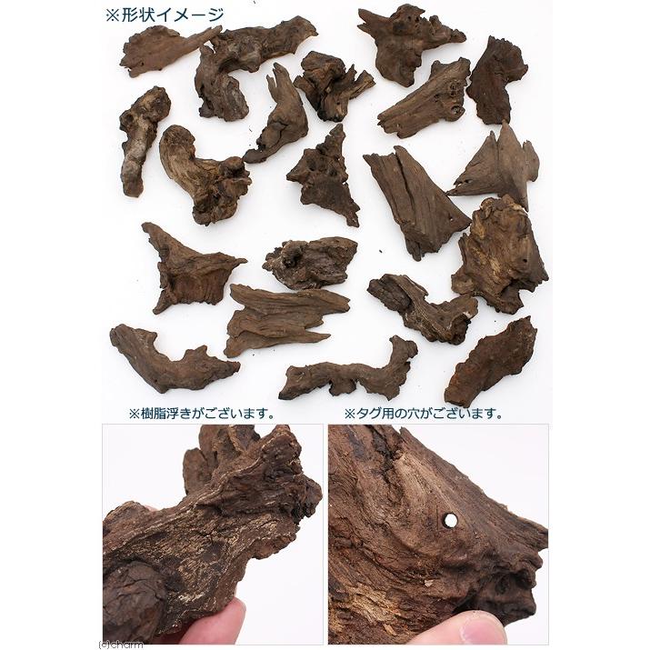 チャーム（charm） 形状お任せ 煮込み済み 塊状流木 SSサイズ（約