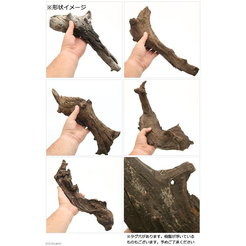 チャーム（ペット） 形状お任せ 煮込み済み 塊状流木 XLサイズ