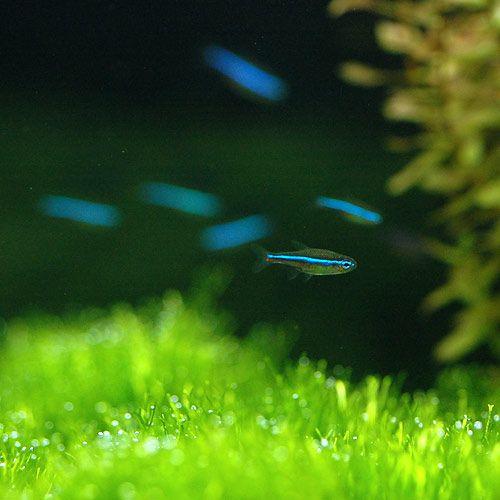 冷凍 色揚げ用 赤 １００ｇ １０枚 ディスカスハンバーグ 別途クール手数料 常温商品同梱不可 チャーム Charm Paypayモール店 通販 Paypayモール