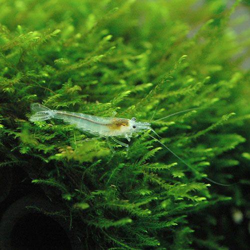 SHRIMPS シュリンプス エコファーコート ベビーピンク EDIT. FOR LULU（エディットフォールル）の「【Shrimps