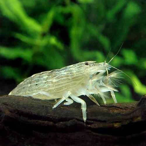 （エビ）アジアロック・シュリンプ　Ｓサイズ（３匹）　北海道・九州航空便要保温 | チャーム（ペット） | 01