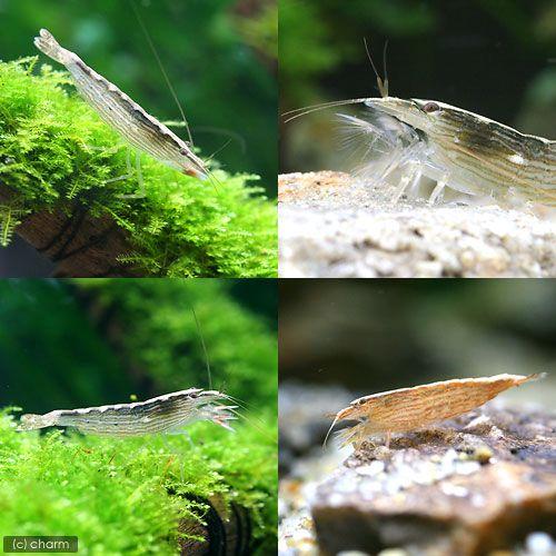 （エビ）アジアロック・シュリンプ　Ｓサイズ（３匹）　北海道・九州航空便要保温 | チャーム（ペット） | 02