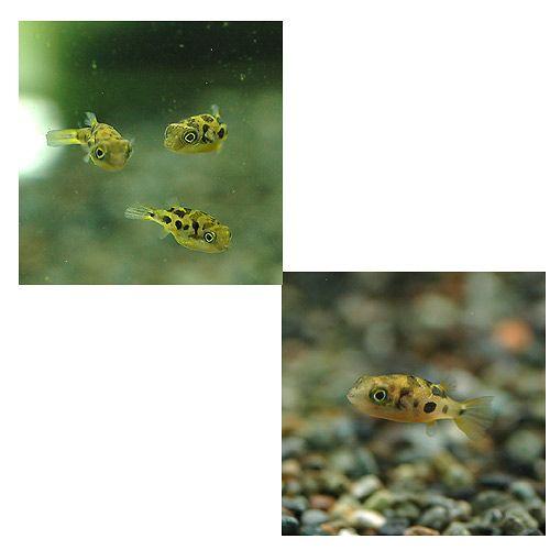 (熱帯魚)アベニーパファー(4匹) 北海道・九州航空便要保温|チャーム charm PayPayモール店|02