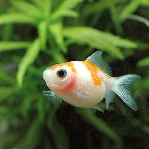 金魚【ピンポンパール ②】 ピンポンパール｜その他の魚 - Others-｜スリッシャーズ アクアリウム