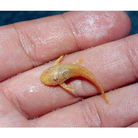 熱帯魚 アルビノミニブッシープレコ ３匹 北海道 九州航空便要保温 チャーム Charm Paypayモール店 通販 Paypayモール