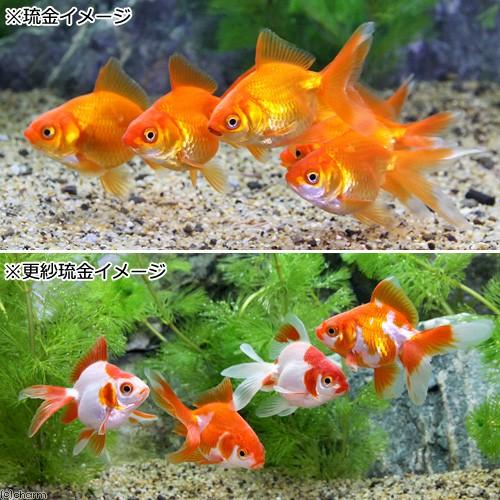 チャーム（ペット） （国産金魚）琉金セット（リュウキンセット