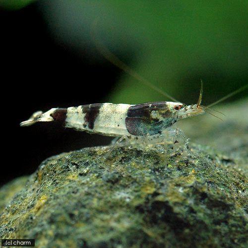 可愛いクリスマスツリーやギフトが エビ バンブルビーシュリンプ ニュービー ８匹 北海道航空便要保温1 700円 Aynaelda Com