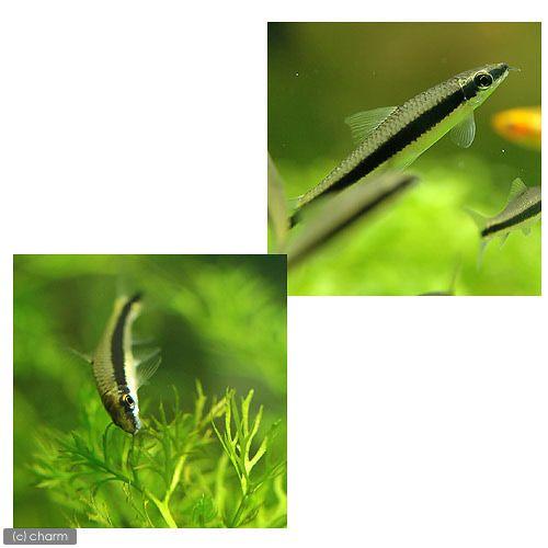 高額売筋 熱帯魚 サイアミーズ フライングフォックス １０匹 北海道 九州 沖縄航空便要保温 Aynaelda Com