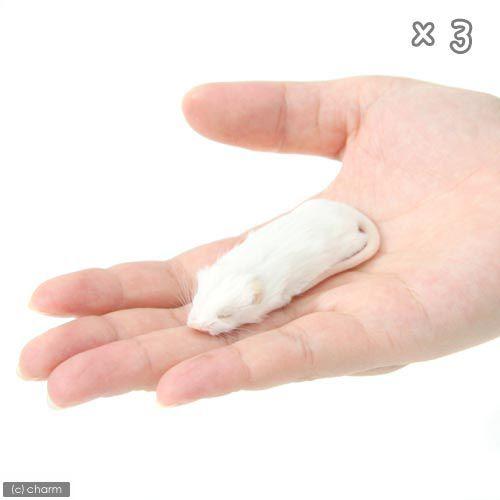 冷凍★ファジー　カタ養殖　Ｍｉｃｅ１０　冷凍マウス（１０匹）　&times;３　別途クール手数料　常温商品同梱不可