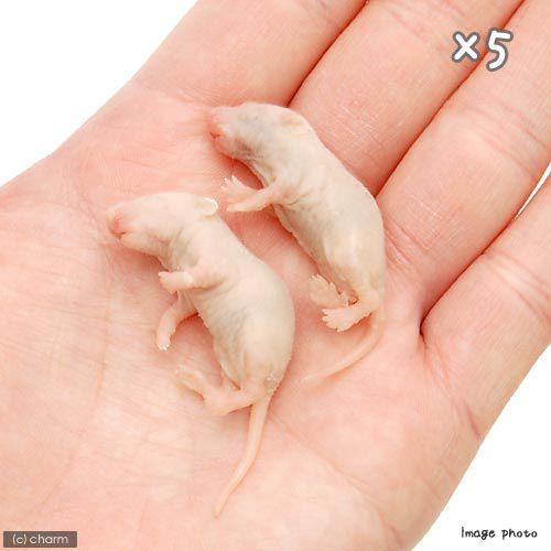 冷凍☆富城 ピンクマウスM（10匹） ×5（約3cm） 冷凍マウス