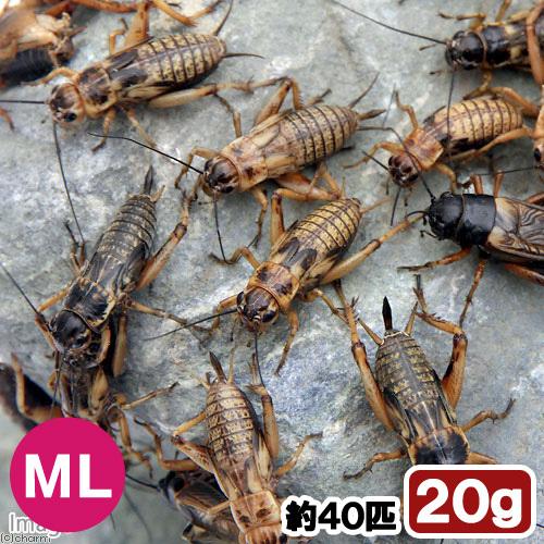 生餌)フタホシコオロギ ML 約40匹(20グラム) 爬虫類 生餌)フタホシコオロギ ML 約40匹(20グラム) 爬虫類