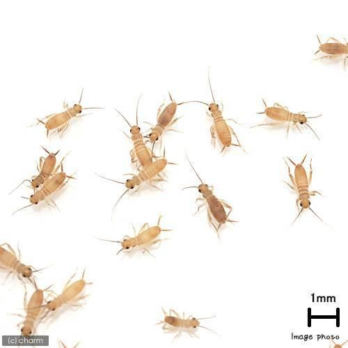 (生餌)ヨーロッパイエコオロギ SS 0.5グラム(約100匹) 爬虫類 両生類 大型魚 餌 エサ 活餌 北海道航空便要保温|chanet|02
