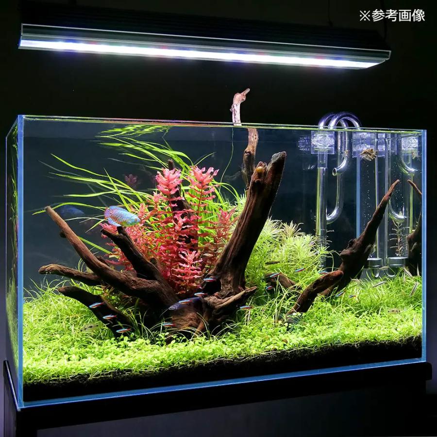 チャーム(ペット) ガラス水槽 スーパークリア アクロ60S チャーム(ペット) ガラス水槽 スーパークリア アクロ60S