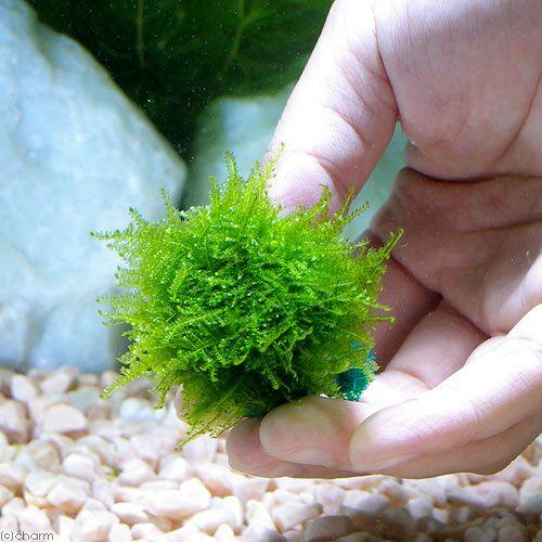 チャーム（charm） （水草）☆育成済☆ 南米ウィローモス ボール（水中