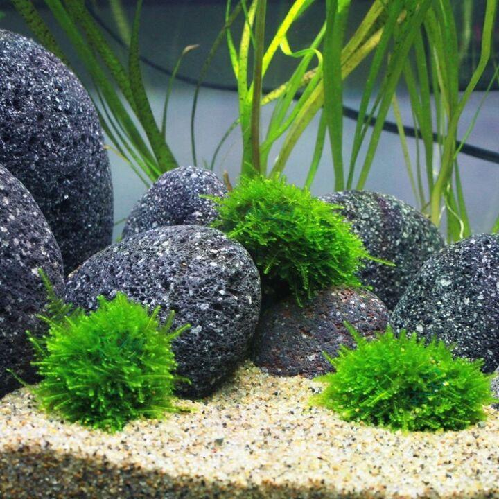 チャーム（charm） （水草）☆育成済☆ 南米ウィローモス ボール（水中