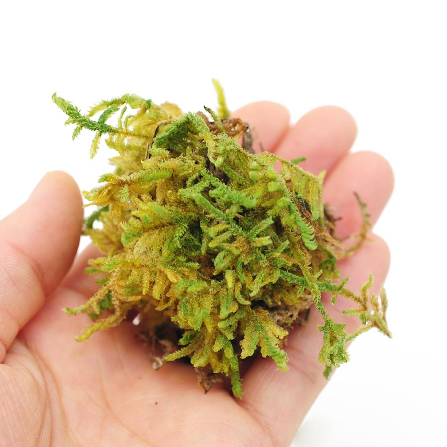 ハイゴケ　25枚　こけ Leaf Corp インスタント苔 ハイゴケL 外径25cm×25cm ドライ