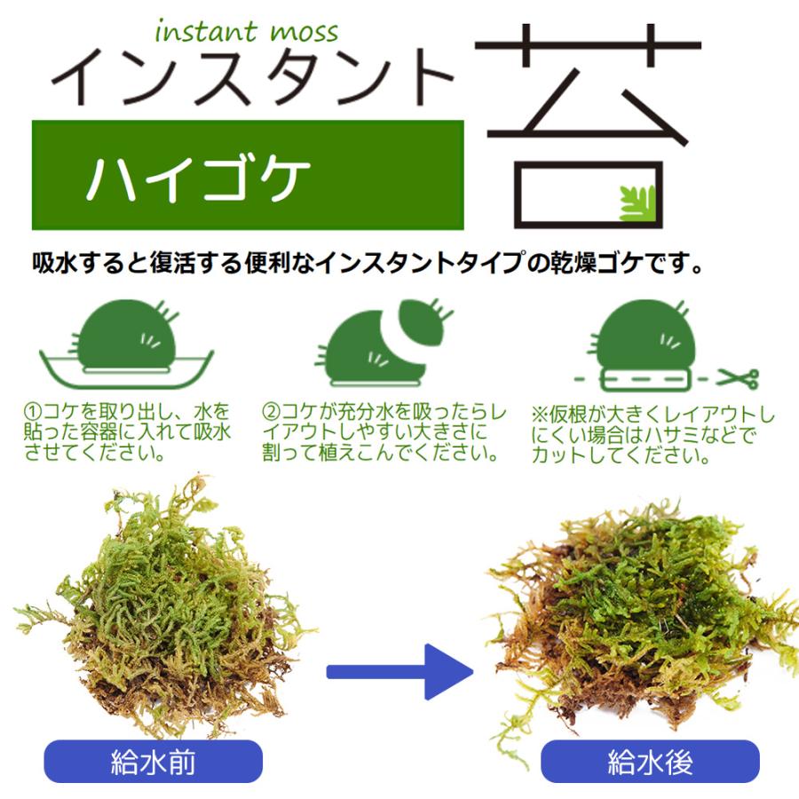 Leaf Corp インスタント苔 ハイゴケL 外径25cm×25cm ドライ