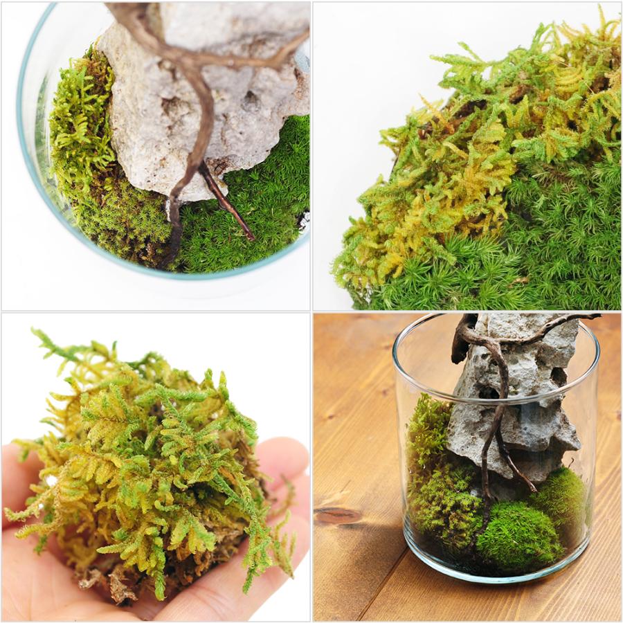 Leaf Corp インスタント苔 ハイゴケL 外径25cm×25cm ドライ